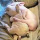 Illustration for article titled Lets Adopt All of These Rescued Farm Animals Immediately